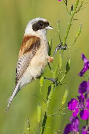 Image result for Remiz pendulinus