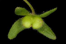 Attēlu rezultāti vaicājumam “Veronica agrestis leaf”