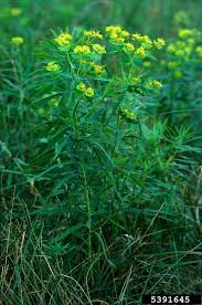 Attēlu rezultāti vaicājumam “Euphorbia virgata”