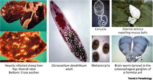 Attēlu rezultāti vaicājumam “Enteridium liceoides macro”