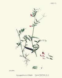 Attēlu rezultāti vaicājumam “Vicia angustifolia”