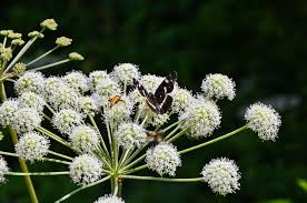 Image result for Angelica archangelica