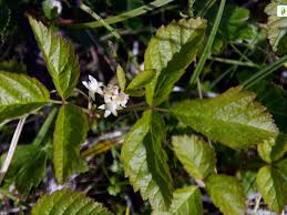 Attēlu rezultāti vaicājumam “Rubus saxatilis flower”