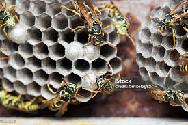 Attēlu rezultāti vaicājumam “Polistes nimpha”