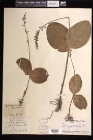 Attēlu rezultāti vaicājumam “Listera ovata bud”