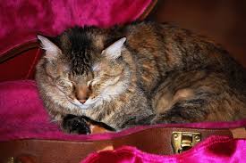 Image result for Cat sleeping in guitar
