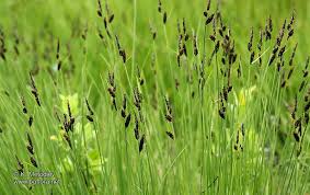 Attēlu rezultāti vaicājumam “Carex nigra”