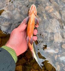 Image result for Salvelinus malma