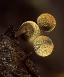 Attēlu rezultāti vaicājumam “Physarum contextum macro”