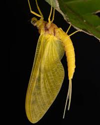 Attēlu rezultāti vaicājumam “Ephemeroptera imago”