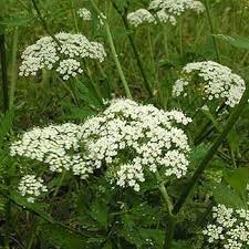 Image result for Pimpinella saxifraga