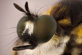 Attēlu rezultāti vaicājumam “Choerades sp.”