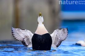 Attēlu rezultāti vaicājumam “Somateria mollissima male”