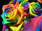 True Colors by SomethingSpecial - DPChallenge