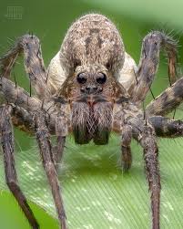 Attēlu rezultāti vaicājumam “Lycosidae”