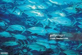 Image result for Caranx latus