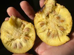 Attēlu rezultāti vaicājumam “Libanotis montana fruit”