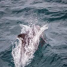 Image result for Lagenorhynchus albirostris