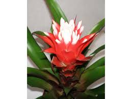 Картинки по запросу гусмания