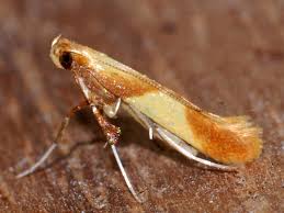 Attēlu rezultāti vaicājumam “Caloptilia alchimiella”