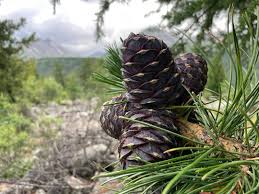Attēlu rezultāti vaicājumam “Pinus sibirica”