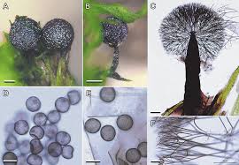 Attēlu rezultāti vaicājumam “Lamproderma arcyrioides stalked”