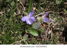 Attēlu rezultāti vaicājumam “Viola rupestris flower”