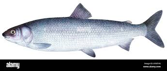 Image result for Coregonus oxyrinchus