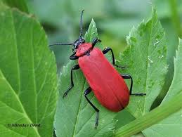 Attēlu rezultāti vaicājumam “Pyrochroa coccinea”