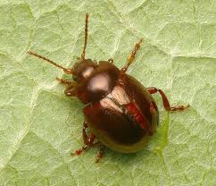 Attēlu rezultāti vaicājumam “Chrysolina staphylaea”