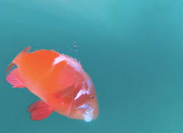 Image result for Chrysoblephus laticeps