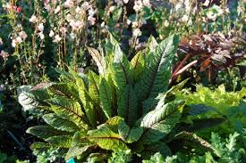Image result for Rumex sanguineum