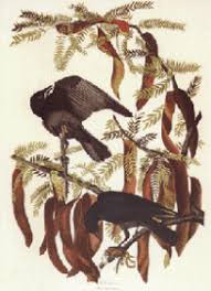 Image result for Gaillardia amblyodon