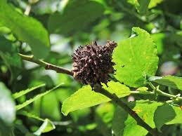 Attēlu rezultāti vaicājumam “Rabdophaga heterobia”