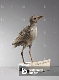 Image result for Porzana parva