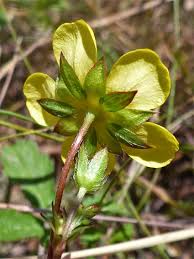 Attēlu rezultāti vaicājumam “Potentilla reptans flower”