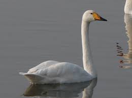 Image result for Cygnus cygnus