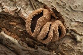 Attēlu rezultāti vaicājumam “Encoelia furfuracea”