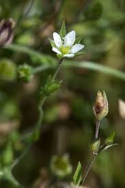 Attēlu rezultāti vaicājumam “Arenaria serpyllifolia”