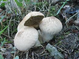 Attēlu rezultāti vaicājumam “Calvatia excipuliformis”