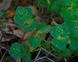Attēlu rezultāti vaicājumam “Lamium amplexicaule leaf”