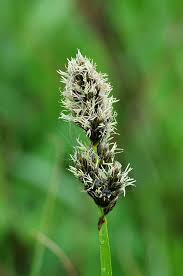 Attēlu rezultāti vaicājumam “Carex vulpina”