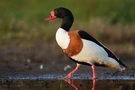 Attēlu rezultāti vaicājumam “Tadorna tadorna”