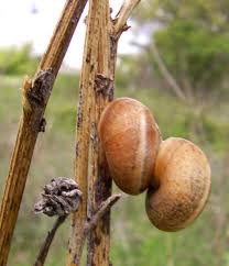 Attēlu rezultāti vaicājumam “Fruticola fruticum”