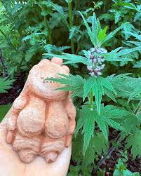 Attēlu rezultāti vaicājumam “Leonurus cardiaca flower”