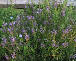 Image result for Dracocephalum moldavicum