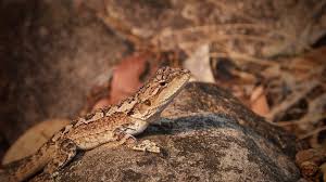 Attēlu rezultāti vaicājumam “Sciota adelphella”