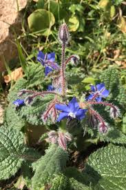 Attēlu rezultāti vaicājumam “Borago officinalis leaf”