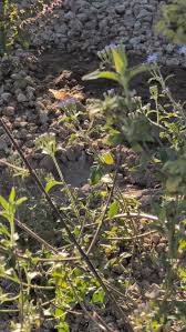 Attēlu rezultāti vaicājumam “Lathyrus sylvestris leaf”