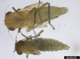 Attēlu rezultāti vaicājumam “Cicadellidae”